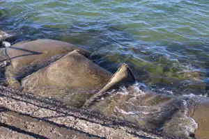 2025-07-21 Cpt. Cook Brdg. Walk - IMG_3829_compressed_q80.webp